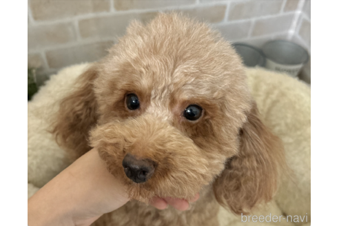 シュリちゃん1枚目